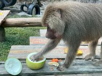 壽山動物園迎中秋　黑熊啃柚子狐獴吃月餅