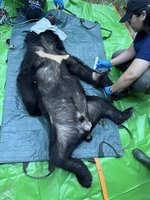 滋擾花蓮部落黑熊捕獲　林保署：載至林道深處野放