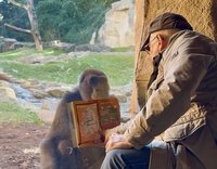 動物園裡一期一會：德國老先生每週見「猩」朋友