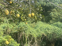 彰化果園廁所驚見骨骸　檢擬相驗釐清身分死因