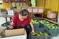 台南大坑農場募愛心　2000台斤自產水果送花蓮災區