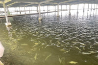 南市助業者風災後復養　虱目魚價高峰回落趨穩