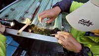 高雄本土登革熱增1例　楠梓區30歲女性確診