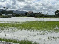 花蓮洪災淹沒800公頃農田　農業部估清土砂需3年