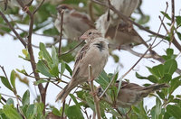 屏東去年移除11巢外來種家麻雀　鳥友又目擊2雌