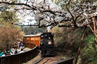 阿里山林鐵區間車  陳駿季：預計115年6月上路