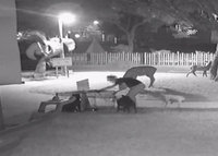 彰化鹿港沙坑流浪犬群聚　公所誘捕遭民眾放走