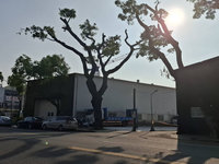 民團指學專路樹木斷頭　高市府：依規範修剪