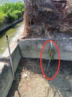 屏東綠鬣蜥氾濫　縣府推紅豆田圍網補助