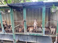 獸醫犬舍9成毛孩遭剪聲帶　苗縣府重罰7.5萬元