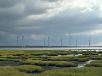 高美濕地陸蟹不只路殺危機　一出保護區還被捕捉