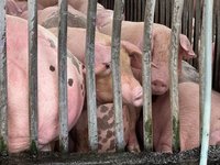 卜蜂福壽看非洲豬瘟：若疫情可控豬價影響有限