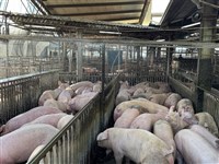 台灣疑現非洲豬瘟　衛福部將嚴查東南亞、中國食品