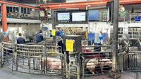非洲豬瘟引市場恐慌　雲林肉品市場拍賣價2度下滑