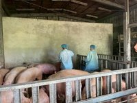 連江縣養豬場無非洲豬瘟疫情　輸台餛飩僅限庫存