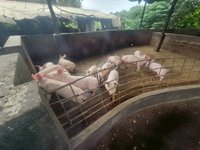 台中疑現非洲豬瘟　金門豬隻訪查、抽驗均正常