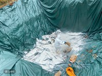 台中掩埋斃死豬引疑慮　中市府：最佳處理方式