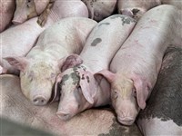 待宰豬上看39萬頭　農業部：解禁時總量管制供應