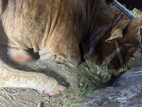 埔里翁貨車拖拉牛隻流血涉虐路人不忍　最重罰7.5萬