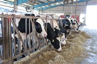 115年起乳牛死亡強制納保  政府補助一半保費