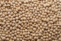 中國開始大量購買美國大豆  儘管價格高昂