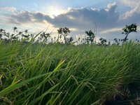 颱風鳳凰逼近  稻作未熟台東農民盼老天垂憐