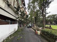 北市北投立農公園樹木傾倒　2樓住家窗戶受損無人傷