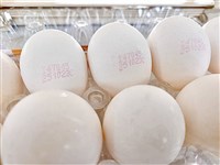15萬顆芬普尼雞蛋流向9縣市　4天回收2萬多顆