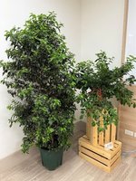 台灣首個本土咖啡品種台農1號 烘焙後達精品等級