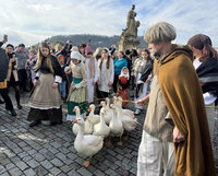 捷克慶1111聖馬丁節迎冬季　查理大橋鵝群行走超吸睛