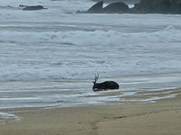 颱風天梅花鹿倒臥墾丁沙灘　疑遭流浪犬咬傷待營救