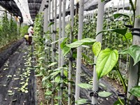 一片葉串起故鄉情　張育銓翻轉荖葉負面印象