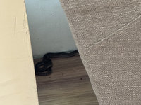 台中龍井圖書館婦人遭蛇吻　已撒石灰防蛇入館