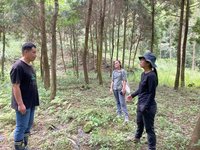 林下經濟林農種台灣山茶不用農藥化肥 喜見特有種蛙