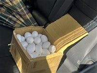 芬普尼蛋解除空檔流入台中  彰縣：將加嚴管理