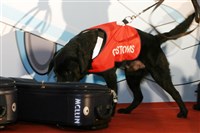 前10月海關緝獲毒品421案　重量年增170%