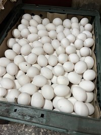 天氣轉涼供應減  蛋價每台斤漲2元