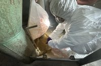 彰化啟動芬普尼監測　先採樣15家高風險蛋雞場