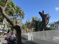 蘭州國中疑為蓋風雨球場斷頭整排校樹  北市允釐清