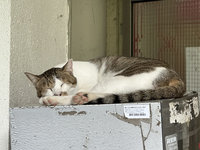 台中警所貓的報恩　幫滅蛇還捕鼠交換禮物