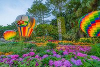 士林官邸菊展開幕　北市公園處估12月最適觀賞