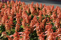 一串紅、粉萼鼠尾草交織　北市仁愛路秋冬增艷