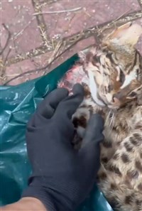 越南移工獵殺石虎及貓羈押中　同鄉販售一審判12月