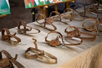 台南農夫設獸鋏誤傷流浪犬挨罰　打行政訴訟仍敗訴