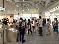 新社花海吸引人潮  中捷綠線11月運量創新高