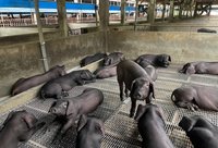 禁廚餘養豬　桃豬農盼放寬可溯源下腳料、豆渣餵養