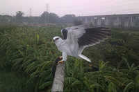 台南推猛禽棲架打造友善耕地　農民響應自設11座