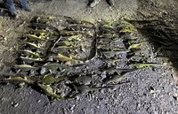 屏東綠鬣蜥114年移除逾11萬隻　議員籲「挖蛋獎勵」