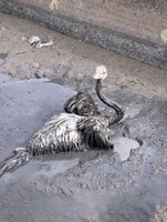 彰化伸港鴕鳥掉大排卡爛泥中　多人繩索拖拉助脫困