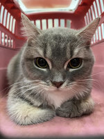 彰化動防所收容41隻品種貓　12/12起開放認養